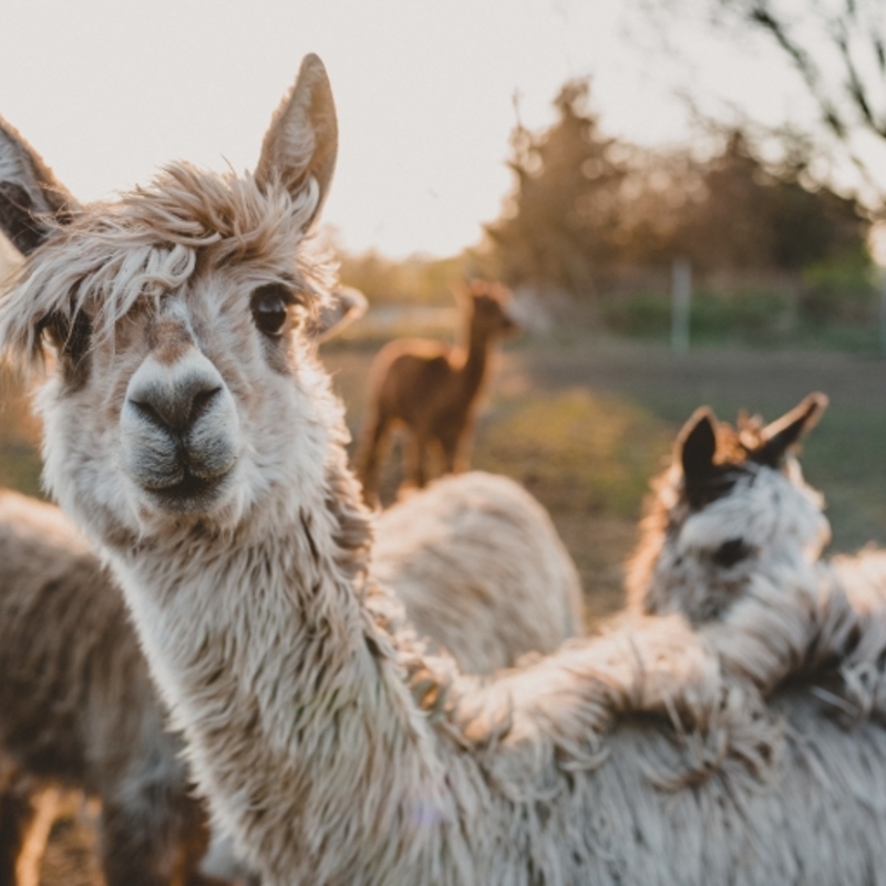 Alpacas on a farm which is used for nurture provision services